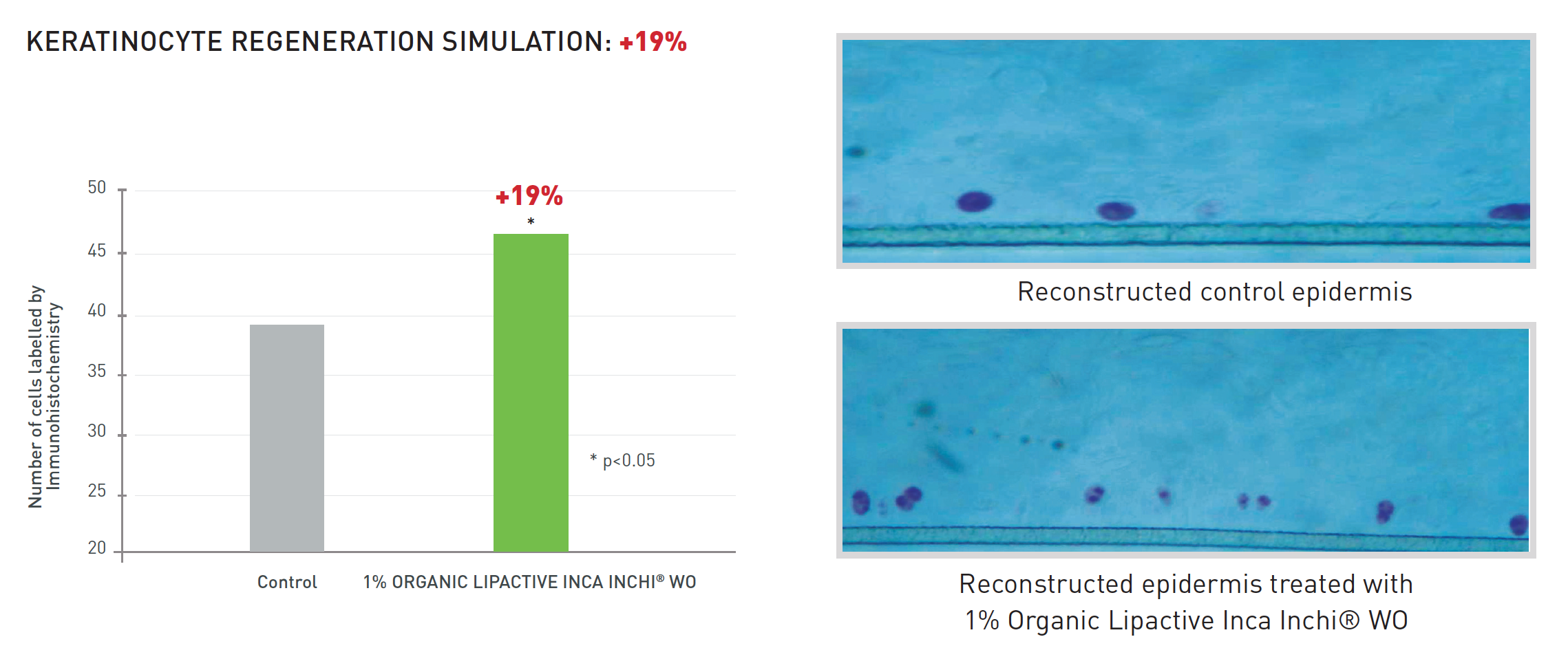 Keratinocyte Regenration Simulation: +19% vs. Control. Reconstructed epidermis microscopic imagery vs. control. 