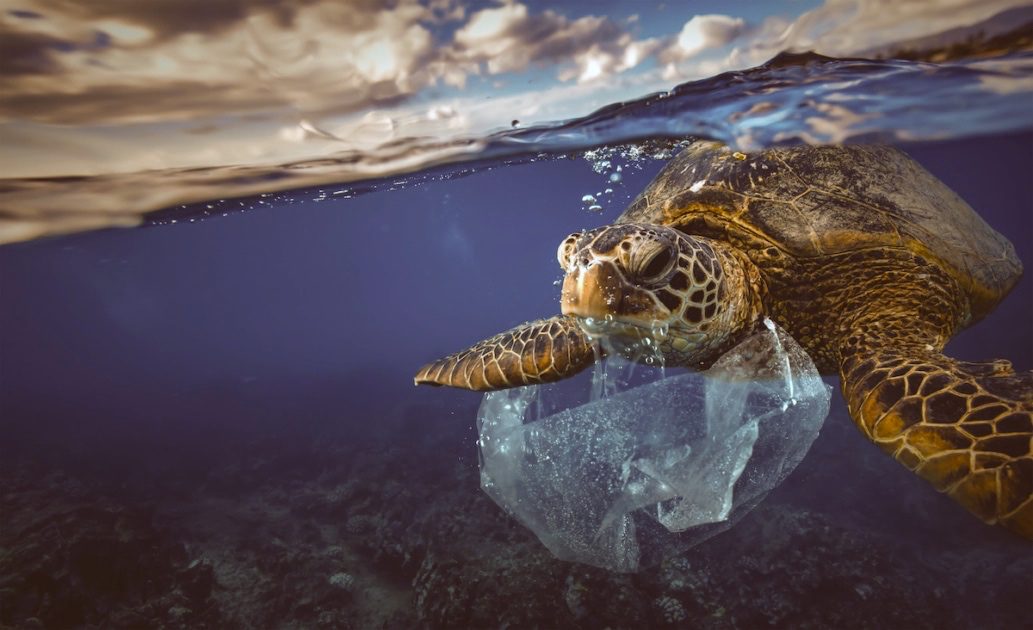 An ocean turtle eating a plastic bag