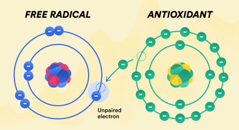 how antioxidants work - they donate an electron