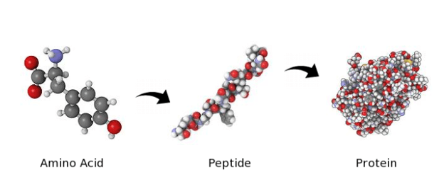 Peptide Development