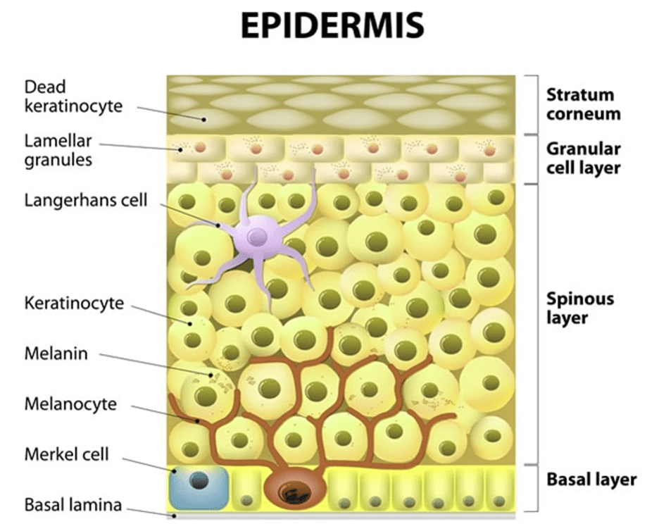 The Epidermis