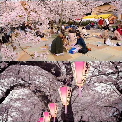 Top: Families celebrating under cherry blossom trees; Bottom: Lanterns hung on cherry blossom trees during Yoakuraz celebrations