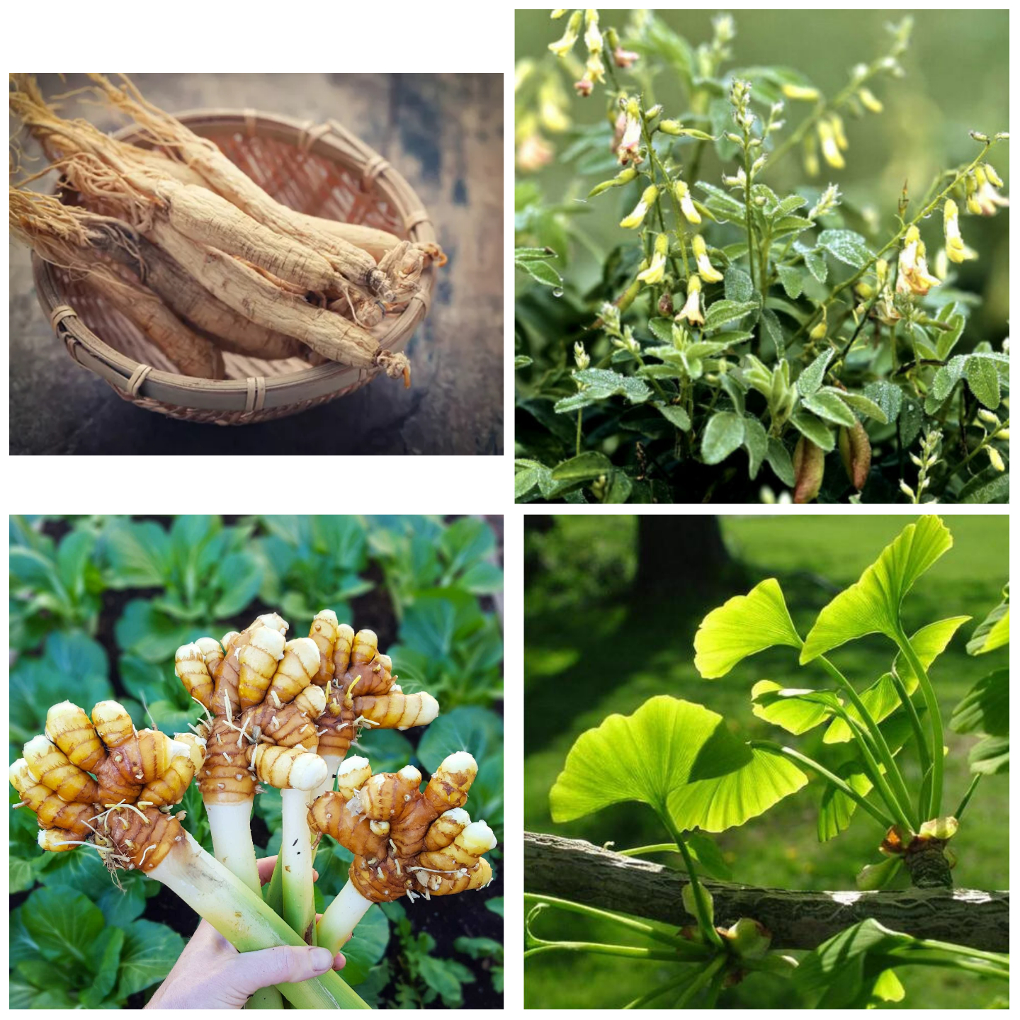Ginseng; top left. Astragalus; top right (, Turmeric‌‌‌‌; bottom left (Homestead and Chill), Ginkgo Biloba; bottom right 
