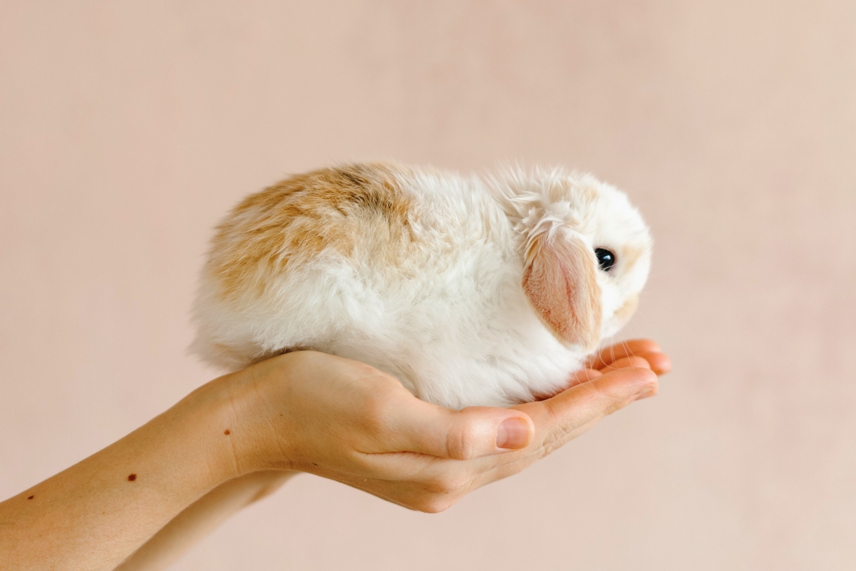 Cruelty-Free: What Does It Mean? - Humanist Beauty